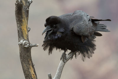 Close-up of bird perching on white background