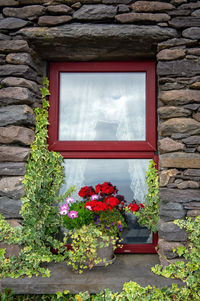 Flower pots on wall of building