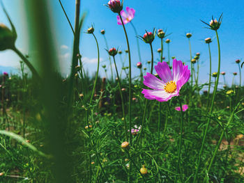 Close-up of pink flowering plants on field