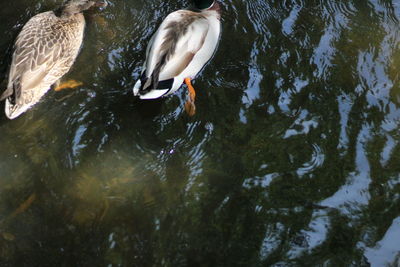 High angle view of duck swimming in lake