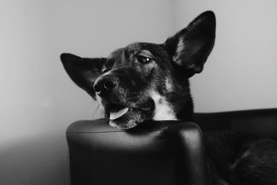 Close-up of dog sitting at home