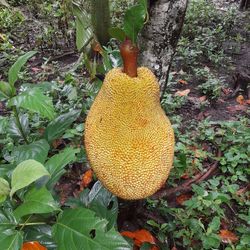 High angle view of fruit on tree