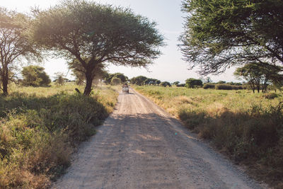Safari road amid trees