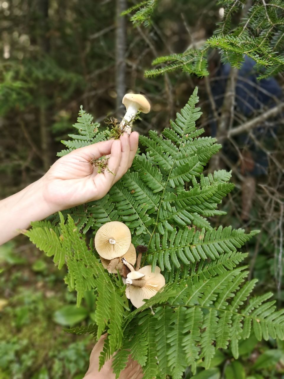 CLOSE-UP OF HAND HOLDING PLANTS