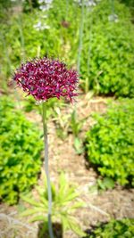 Plant growing on field