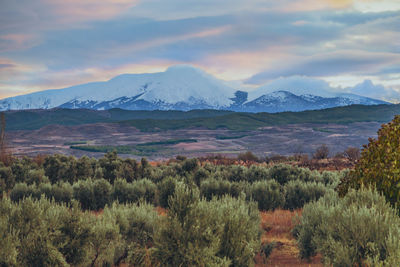 Scenic view of olive groves, agricultural files and forests against snow-capped mountains.