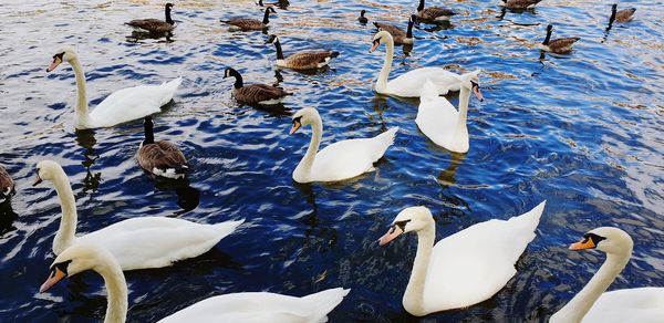 High angle view of swans swimming in lake