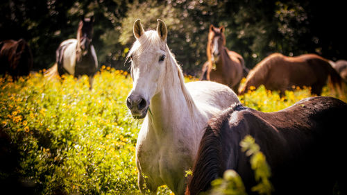 Horse photography, outdoors, happy animals on a flower field having fun.