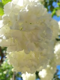 Close-up of white flower tree