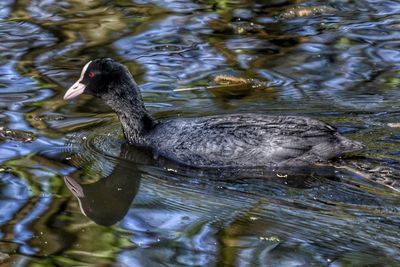 High angle view of duck swimming in lake