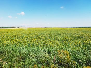 Scenic view of field against sky