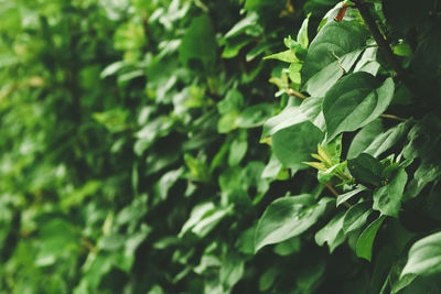 Close-up of green leaves