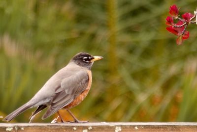 Close-up of bird perching on railing