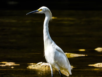 View of bird in river. great egret.