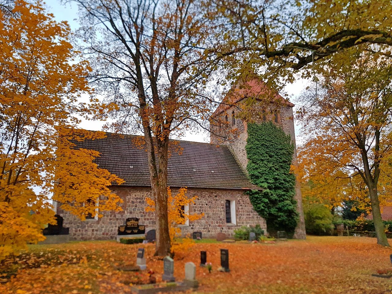 TREES IN FRONT OF AUTUMN