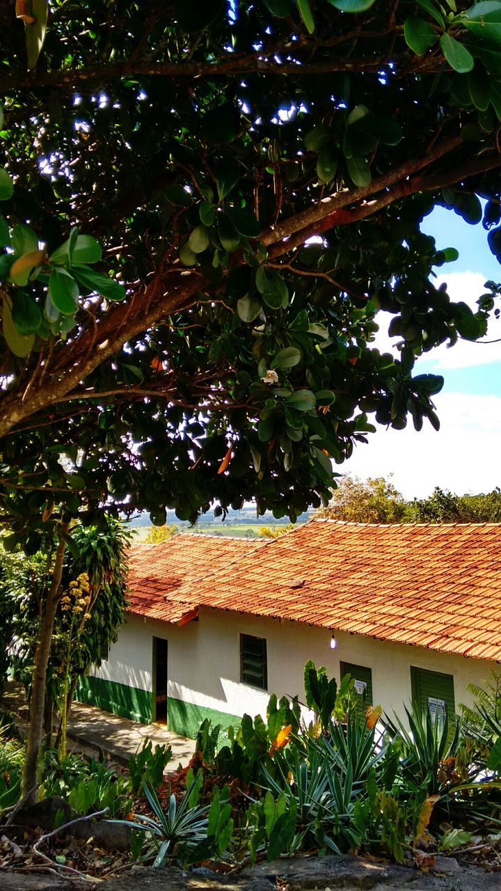 building exterior, architecture, built structure, tree, house, residential structure, growth, residential building, roof, sky, low angle view, sunlight, branch, leaf, window, plant, day, blue, clear sky, outdoors