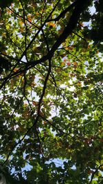 Low angle view of tree against sky
