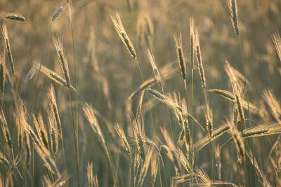 Close-up of wheat growing on field