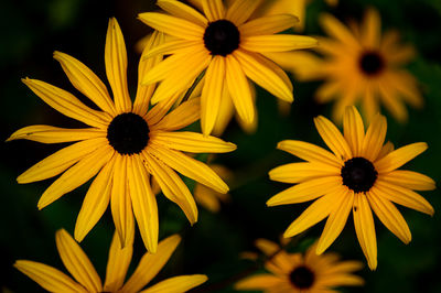 Close-up of yellow flowers