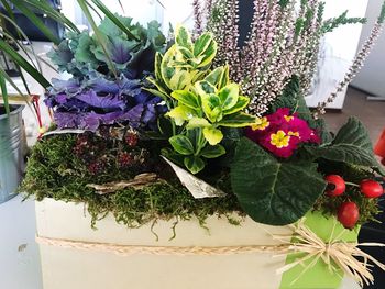 Close-up of potted plant