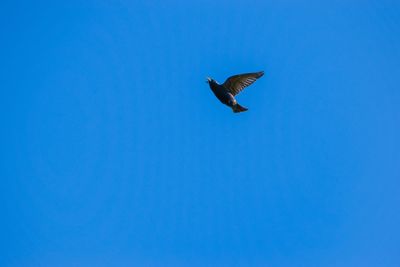 Low angle view of bird flying against clear blue sky