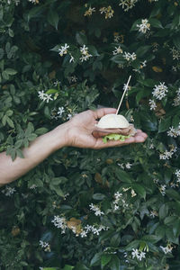 Human hand holding white flower