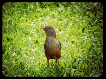 Bird perching on grassy field