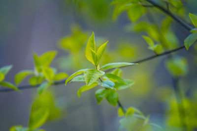 Fresh, green leaves of a bird cherry tree during spring.