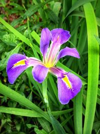 Close-up of purple crocus blooming outdoors