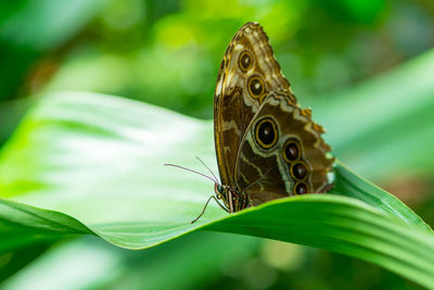 Morpho peleides, the peleides blue morpho, common morpho or the emperor sitting on a green leave