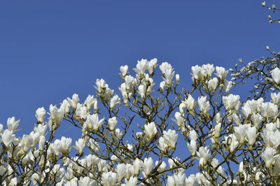 Magnolia columbus magnolia denudata  magnolia veitchii