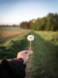 Cropped hand holding dandelion against landscape