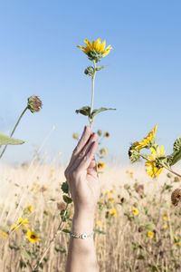 Cropped hand of woman holding flower