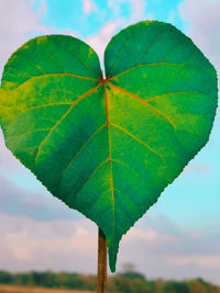 Close-up of green leaves against sky