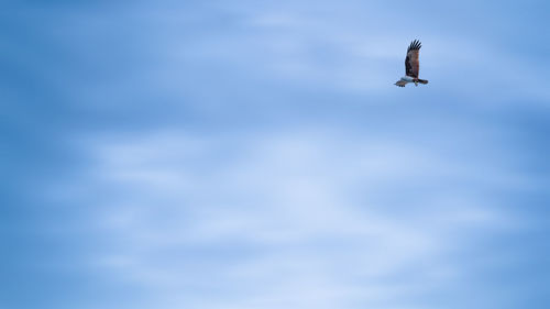 Low angle view of eagle flying in sky