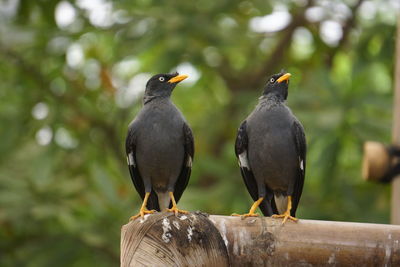 Close-up of birds perching on wooden post