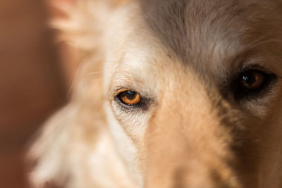 Close-up portrait of dog