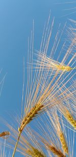 Low angle view of wheat against clear blue sky