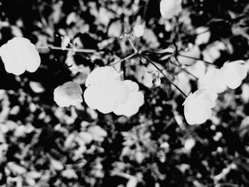 Close-up of white flowering plant