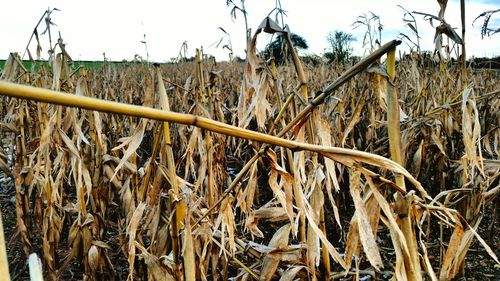 Close-up of wheat growing in field