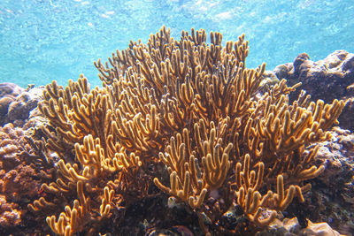 View of fish underwater