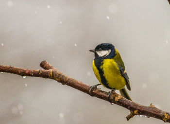 Bird perching on a tree