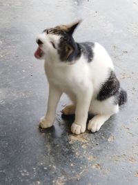 High angle view of cat on street