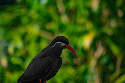 Close-up of bird perching on a tree