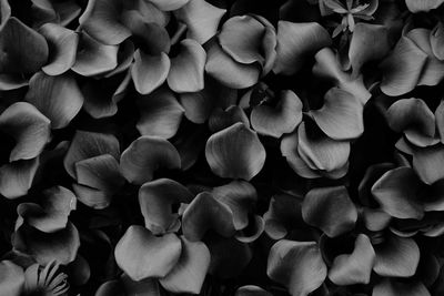 Full frame shot of flowering plants