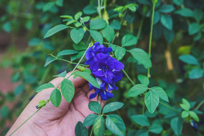 Close-up of hand holding purple flowering plant