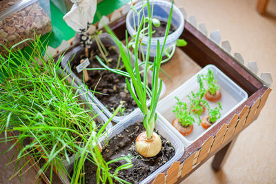 High angle view of potted plant in box