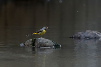 Bird perching on a lake