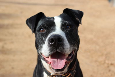 Close-up portrait of dog sticking out tongue on land