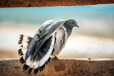 Close-up of pigeon perching on retaining wall